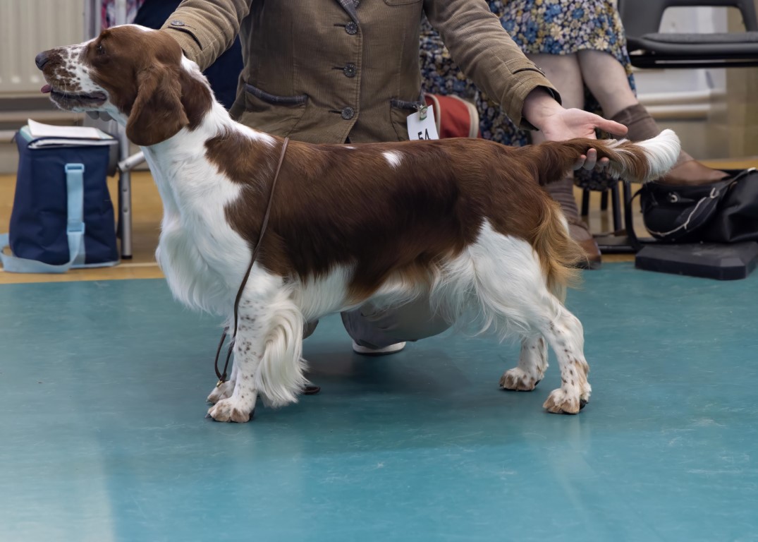 Novice Bitch